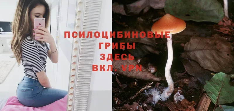 Псилоцибиновые грибы MAGIC MUSHROOMS  наркошоп  Видное 